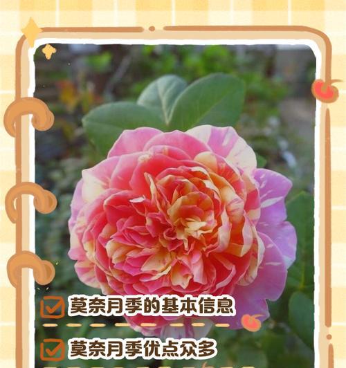 红色月季花象征着什么？送红色月季花的寓意是什么？