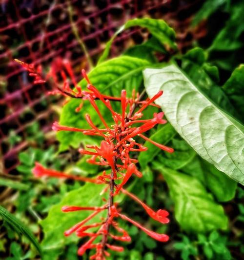象征至死不渝爱情的花是什么？哪种花代表至死不渝的爱情？