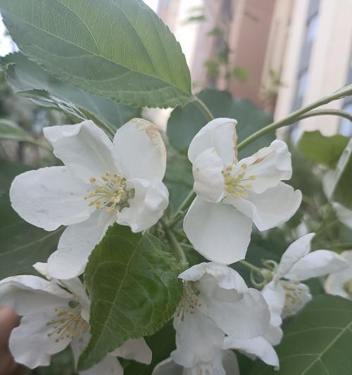 送白色花的意义何在？它们象征着什么？