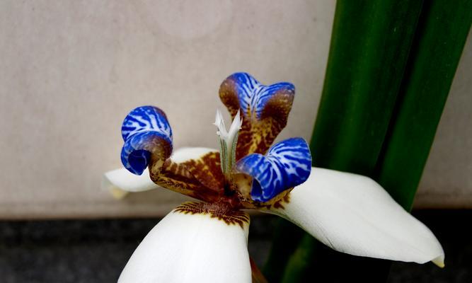 蓝色和紫色花的寓意是什么？这两种颜色的花象征着什么？