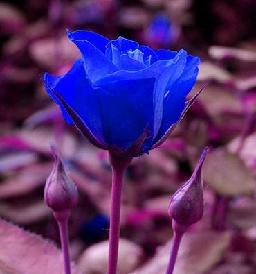 蓝色妖姬永生花代表了什么？它的花语和寓意是什么？