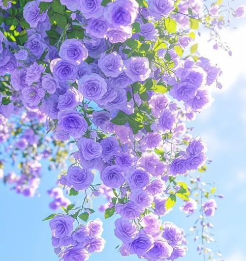 紫色蔷薇花的寓意是什么？