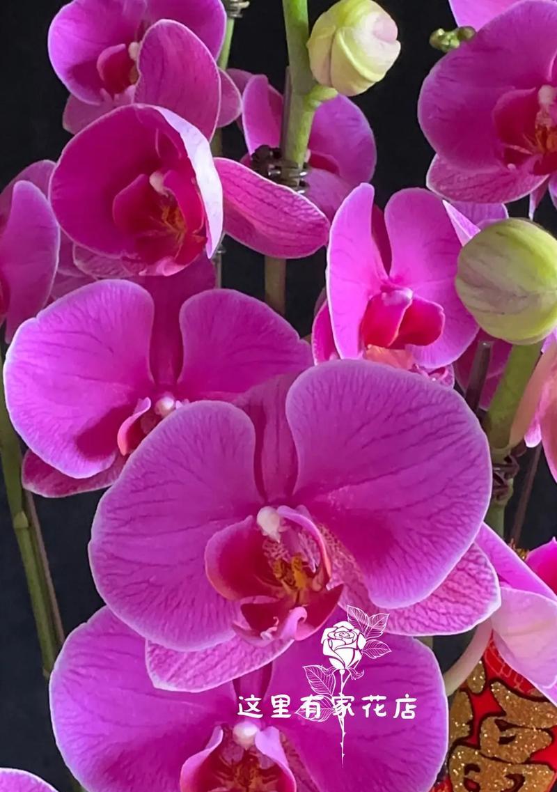 玫瑰花和白色蝴蝶兰的意义是什么？这两种花的花语分别是什么？