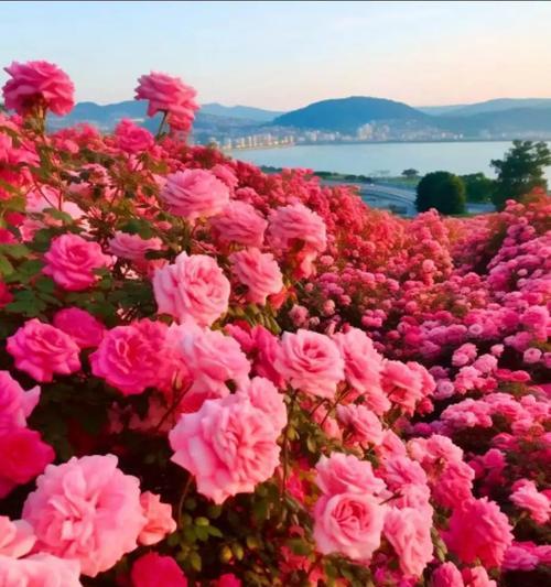 最贵的象征爱情的花是什么？爱情最贵花的花语是什么？