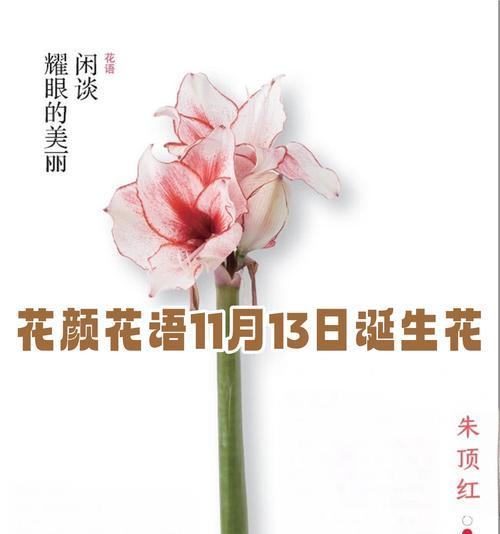 最贵的象征爱情的花是什么？爱情最贵花的花语是什么？