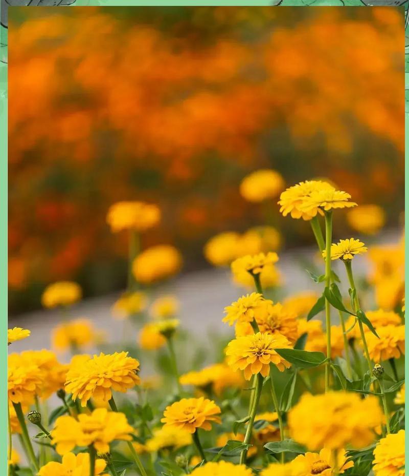 重阳节通常用什么花来象征？重阳节的花卉代表是什么？