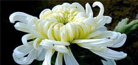 重阳节通常用什么花来象征？重阳节的花卉代表是什么？