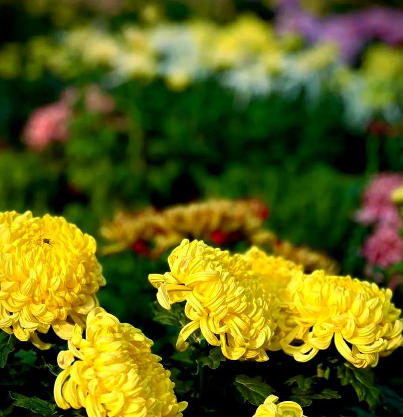 重阳节通常用什么花来象征？重阳节的花卉代表是什么？