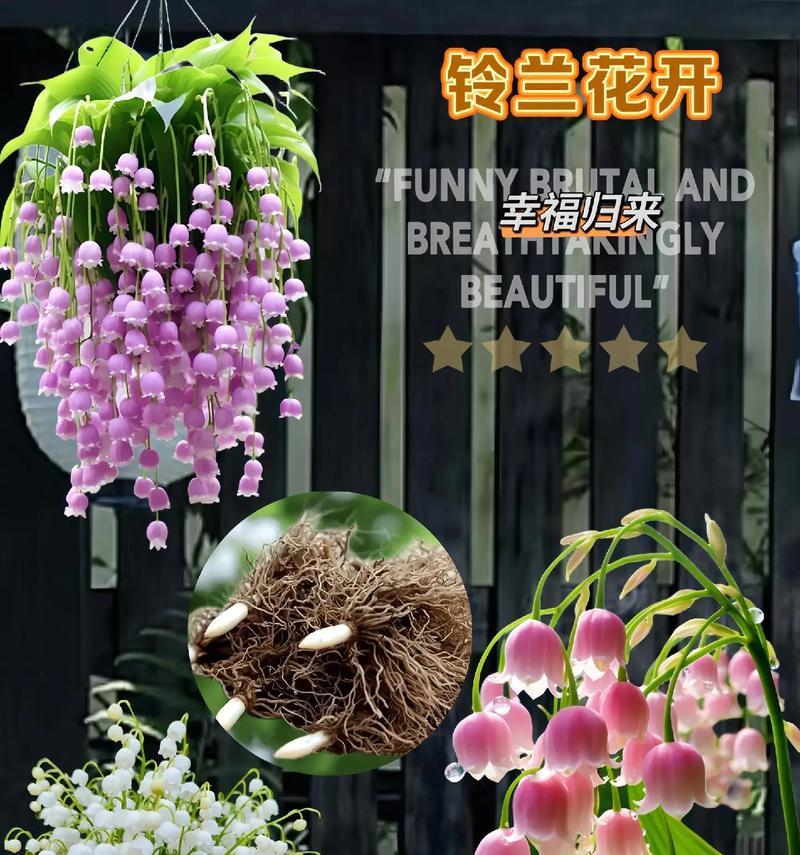 哪种花象征着纯洁无暇的爱情？
