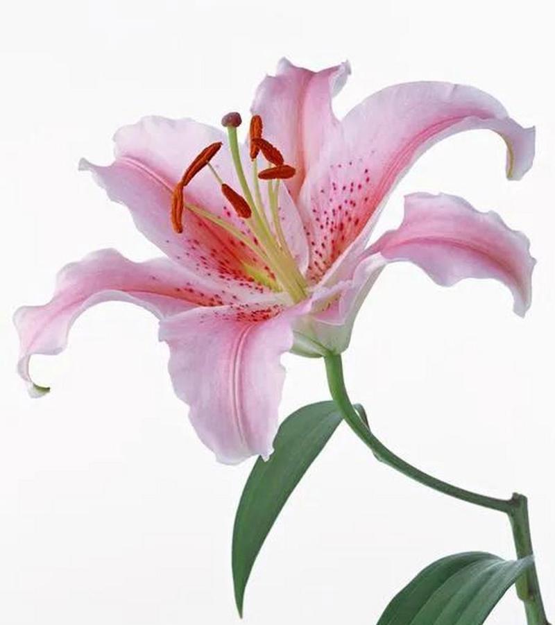 哪种花象征着纯洁无暇的爱情？