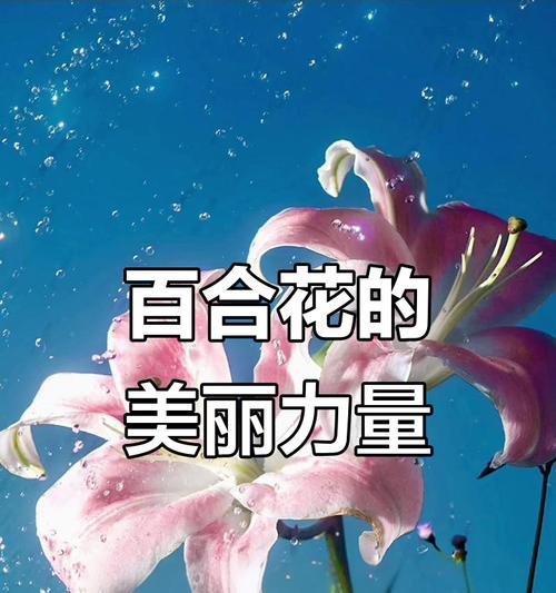 哪种花象征着纯洁无暇的爱情？