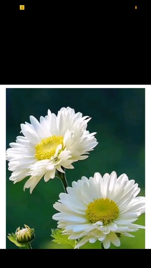 老人离世时常用的花语是什么？它代表了什么情感？