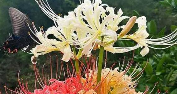 老人离世时常用的花语是什么？它代表了什么情感？