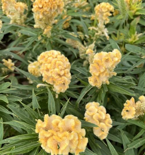 老人离世时常用的花语是什么？它代表了什么情感？