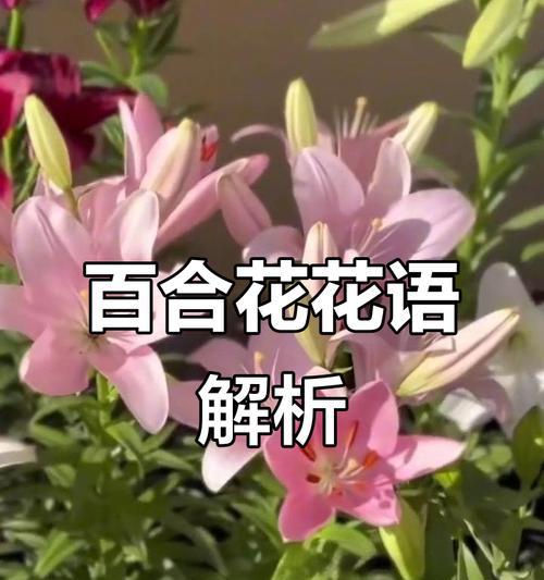 四朵花背后的浪漫寓意是什么？四朵花象征着什么浪漫意义？