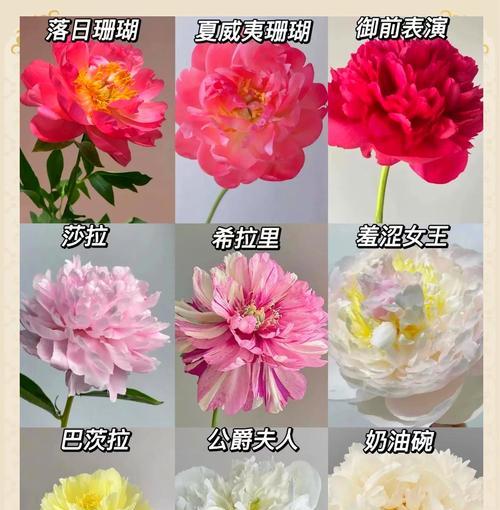 古代象征爱情的花有哪些？它们的古称是什么？