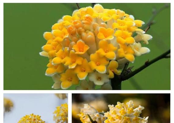 古代象征爱情的花有哪些？它们的古称是什么？