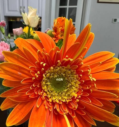 橙色花象征喜悦吗？有哪些花可以表达喜悦？