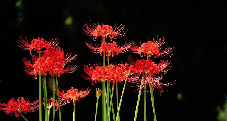 红色彼岸花的含义是什么？它象征着什么？