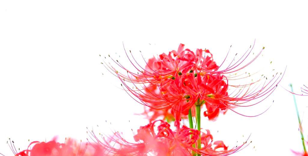 红色彼岸花的含义是什么？它象征着什么？