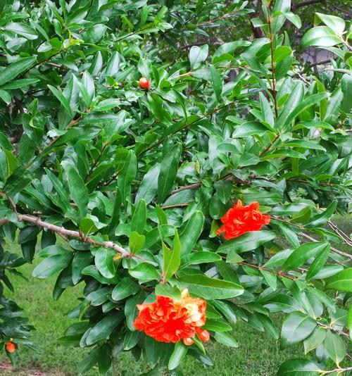 五种颜色的花各自代表什么含义？不同颜色花的象征意义是什么？
