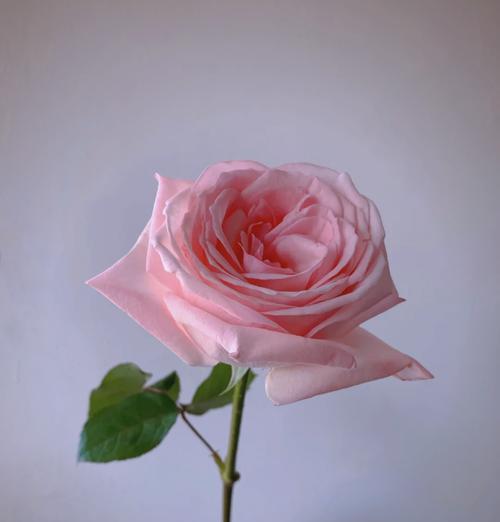 粉色的荔枝花有什么寓意？荔枝花的象征意义是什么？