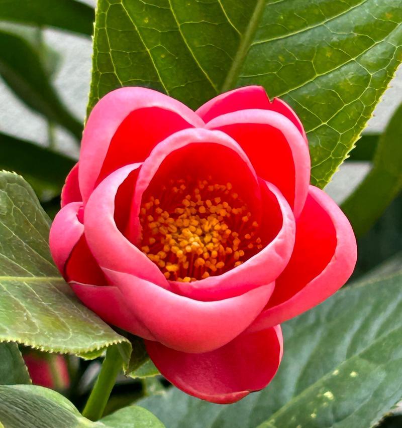 白色与红色搭配的花语是什么？白色和红色花的寓意是什么？