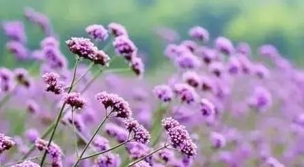 桂花紫色的含义是什么？紫色桂花代表什么？