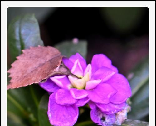 桂花紫色的含义是什么？紫色桂花代表什么？
