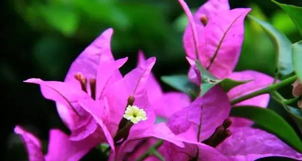 桂花紫色的含义是什么？紫色桂花代表什么？