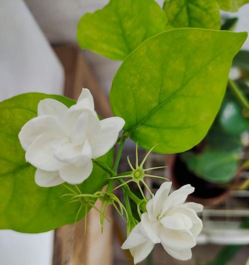 白色花的寓意是什么？白色花卉的象征意义有哪些？