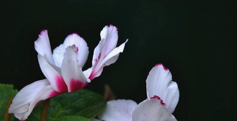 折黑色的花寓意是否吉祥？