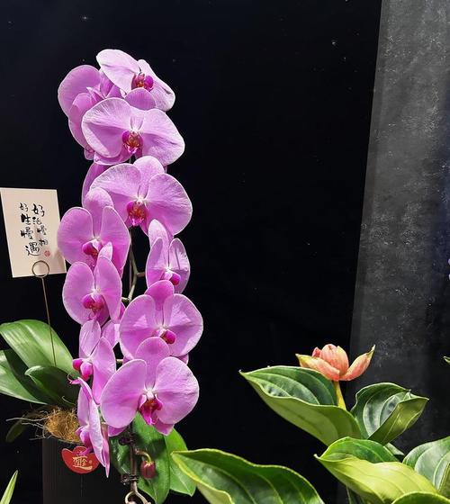 折黑色的花寓意是否吉祥？