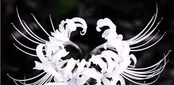 折黑色的花寓意是否吉祥？