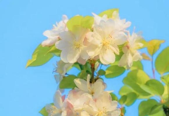 哪种花寓意着一个人的幸福？