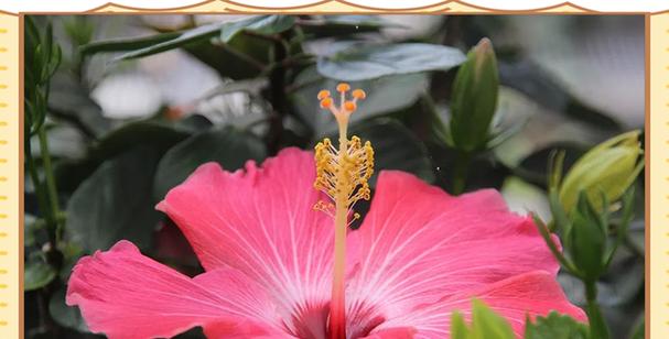 粉红色扶桑花象征着什么？粉红色扶桑花的寓意是什么？