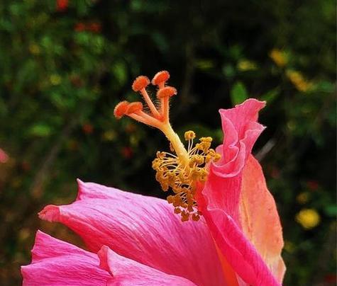 粉红色扶桑花象征着什么？粉红色扶桑花的寓意是什么？