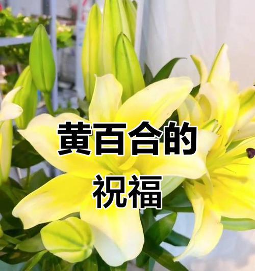 哪些花象征平安健康？平安健康花卉的含义是什么？