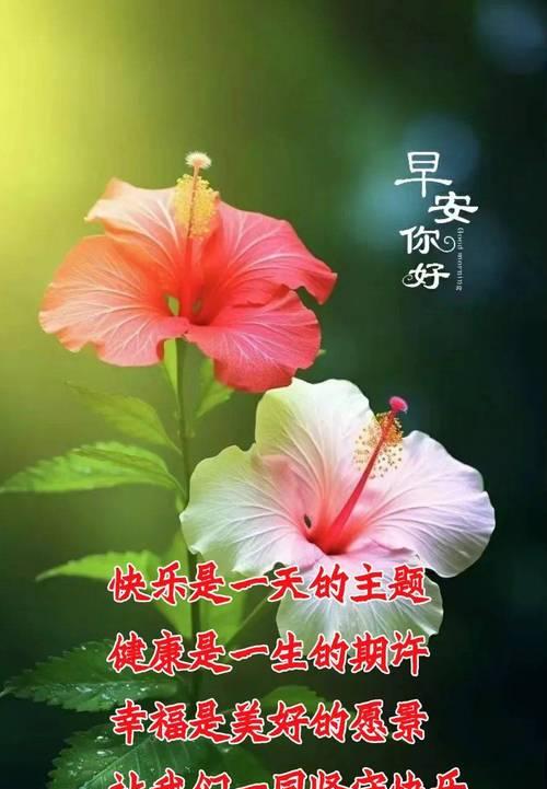 哪些花象征平安健康？平安健康花卉的含义是什么？