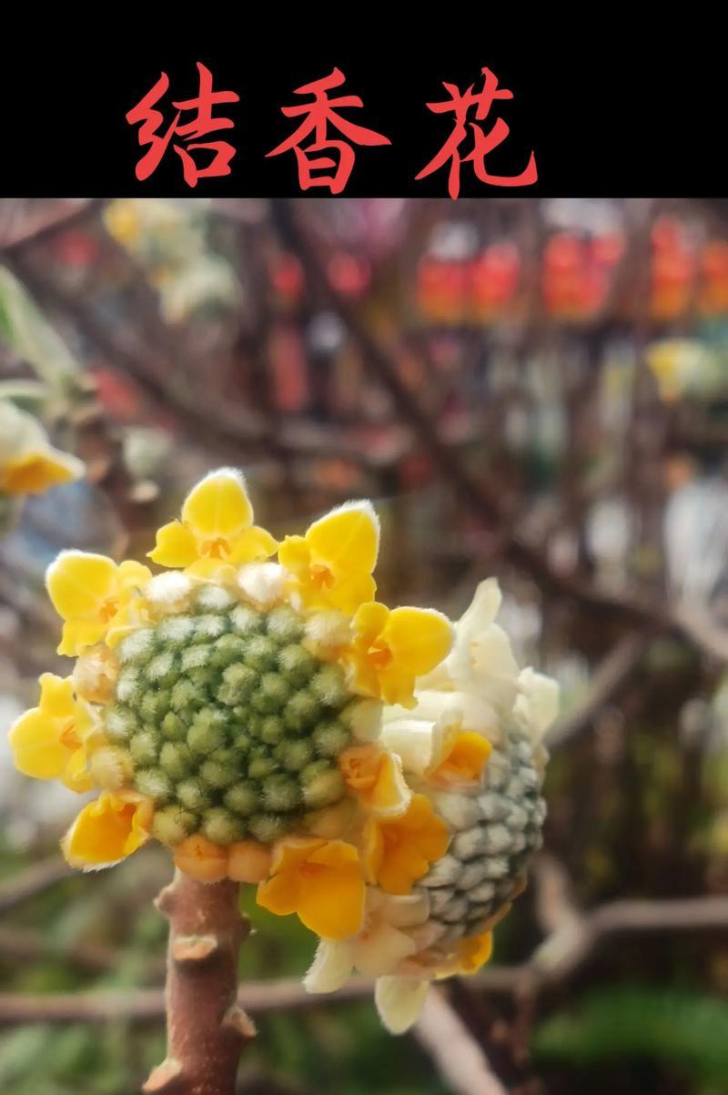 花寓意爱情的诗有哪些？爱情的花诗中寓意是什么？