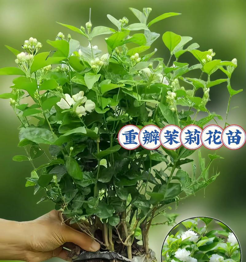 送茉莉花代表什么？茉莉花的含义和寓意是什么？