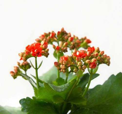 长寿花开花寓意着什么？象征健康长寿吗？