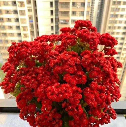 长寿花开花寓意着什么？象征健康长寿吗？