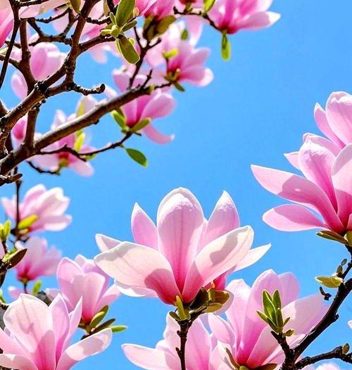 哪种花最能象征浪漫？