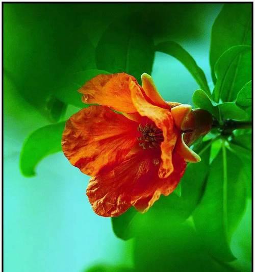 山上红色的花象征着什么？红色花朵在自然界中的寓意是什么？