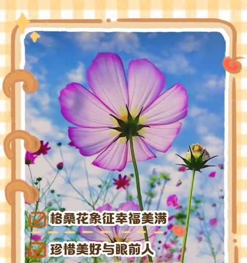 哪种花寓意爱情美满幸福？它的花语是什么？
