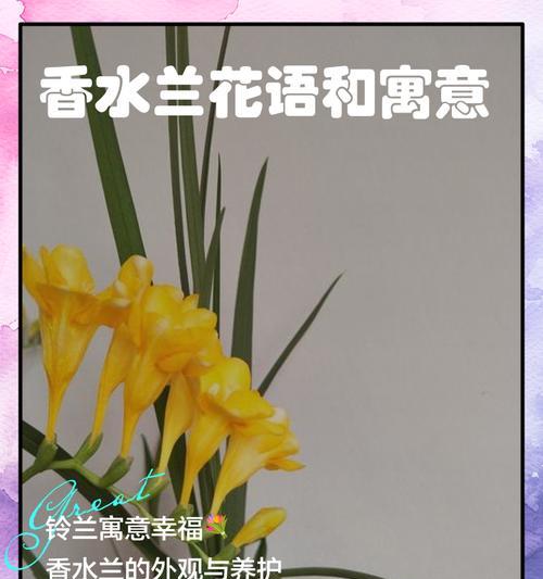 哪种花寓意爱情美满幸福？它的花语是什么？