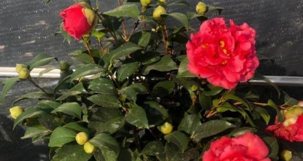 哪种花象征着成功和卓越？
