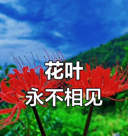 哪种花象征着凄苦的爱情？