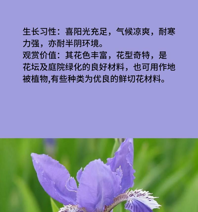蓝色花语代表什么？蓝色心语花的寓意是什么？